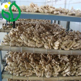 Fresh Ginger to Export