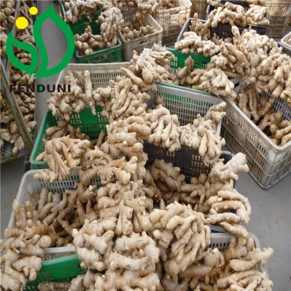 New Crop Air Dried Ginger
