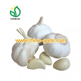 Pure White Garlic Ajo New Crop