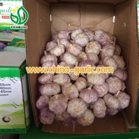Garlic Wholesale from China 10kg carton