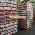 Garlic Wholesale from China by Pallet Ship by 1x40'' reefer container